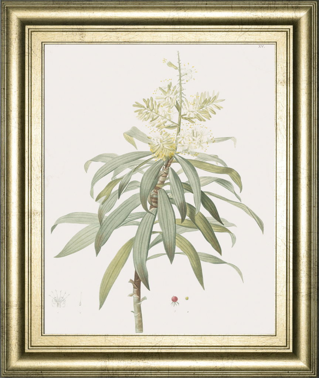 Dracaena Reflexa By Pierre Joseph Redoute – Framed Print Wall Art – Green